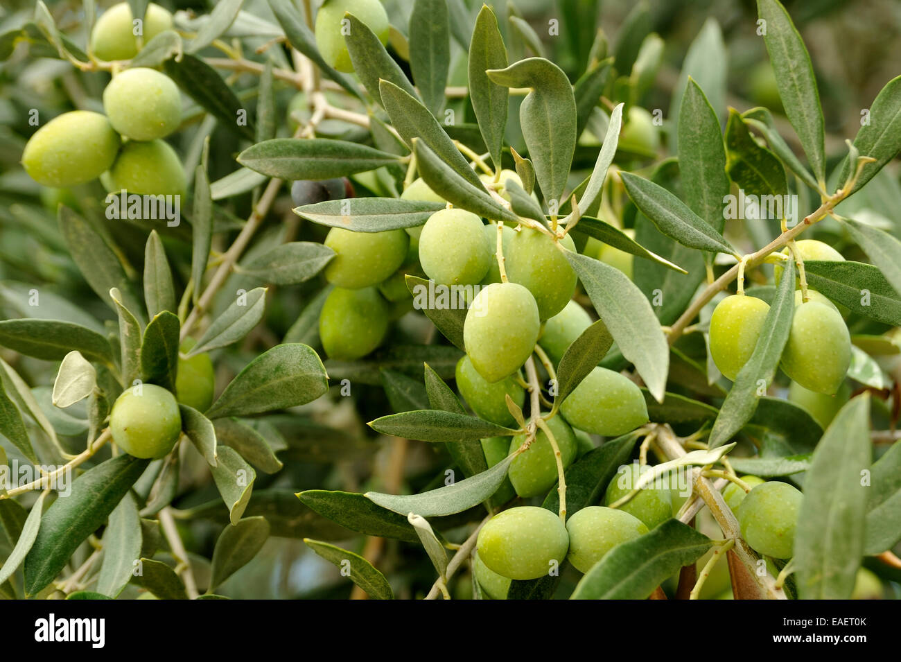 Olive verdi che crescono su un albero di olivo in Cipro Foto Stock