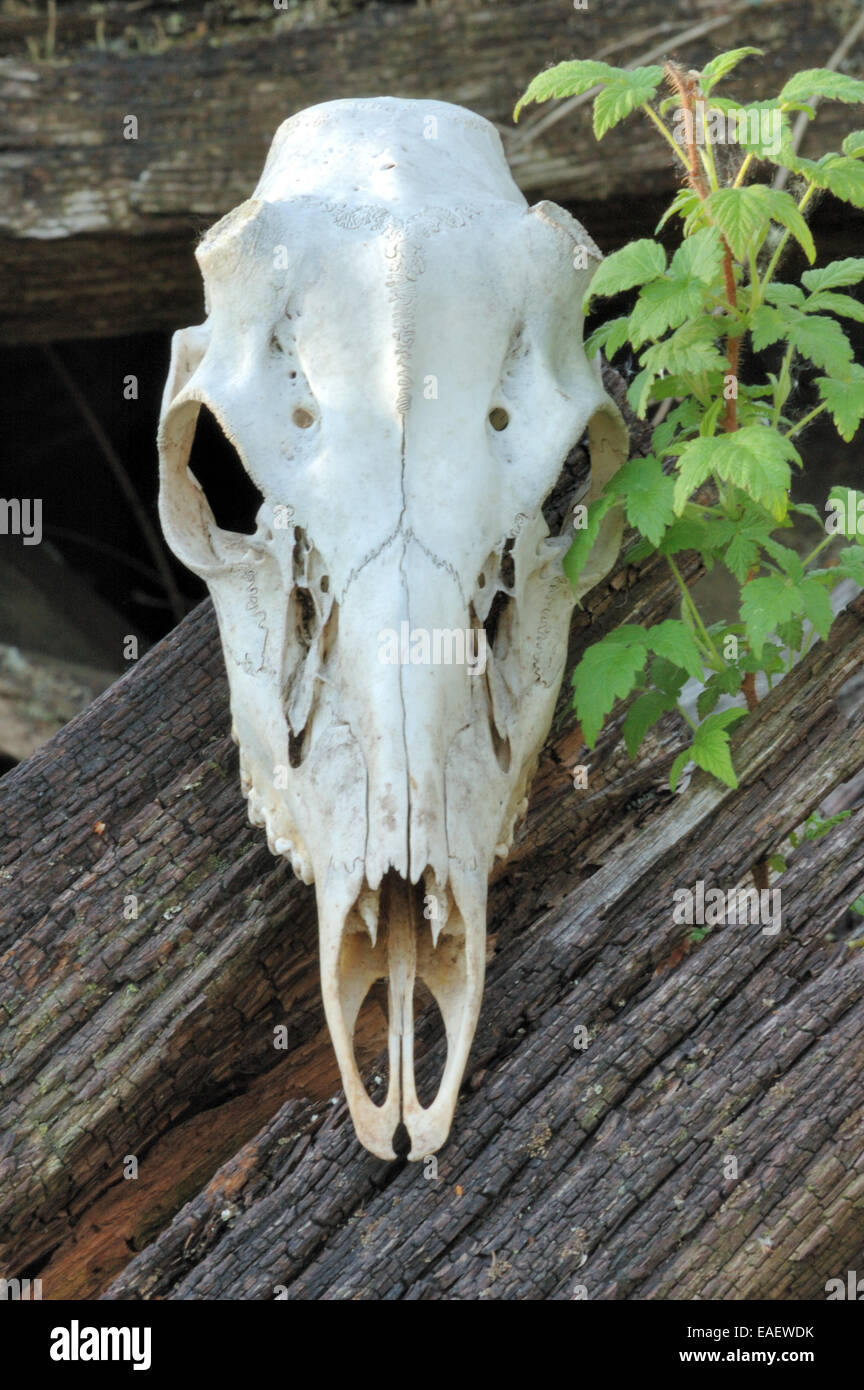 Un culbianco cervi cranio trovata dopo il disgelo invernale. Foto Stock