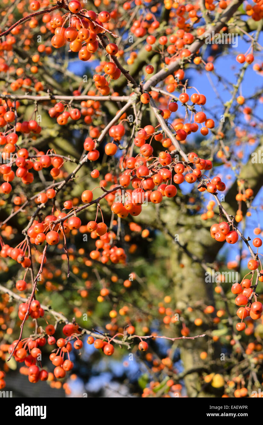 Crab Apple (malus x zumi 'professore sprenger') Foto Stock