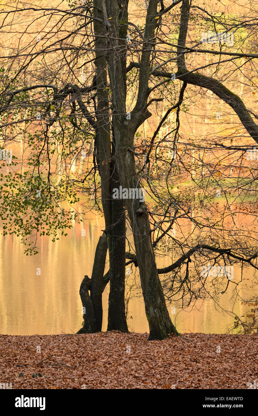 Carpino comune (Carpinus betulus) e ontano comune (Alnus glutinosa) all'hellsee, biesenthaler becken riserva naturale, Brandeburgo, Germania Foto Stock