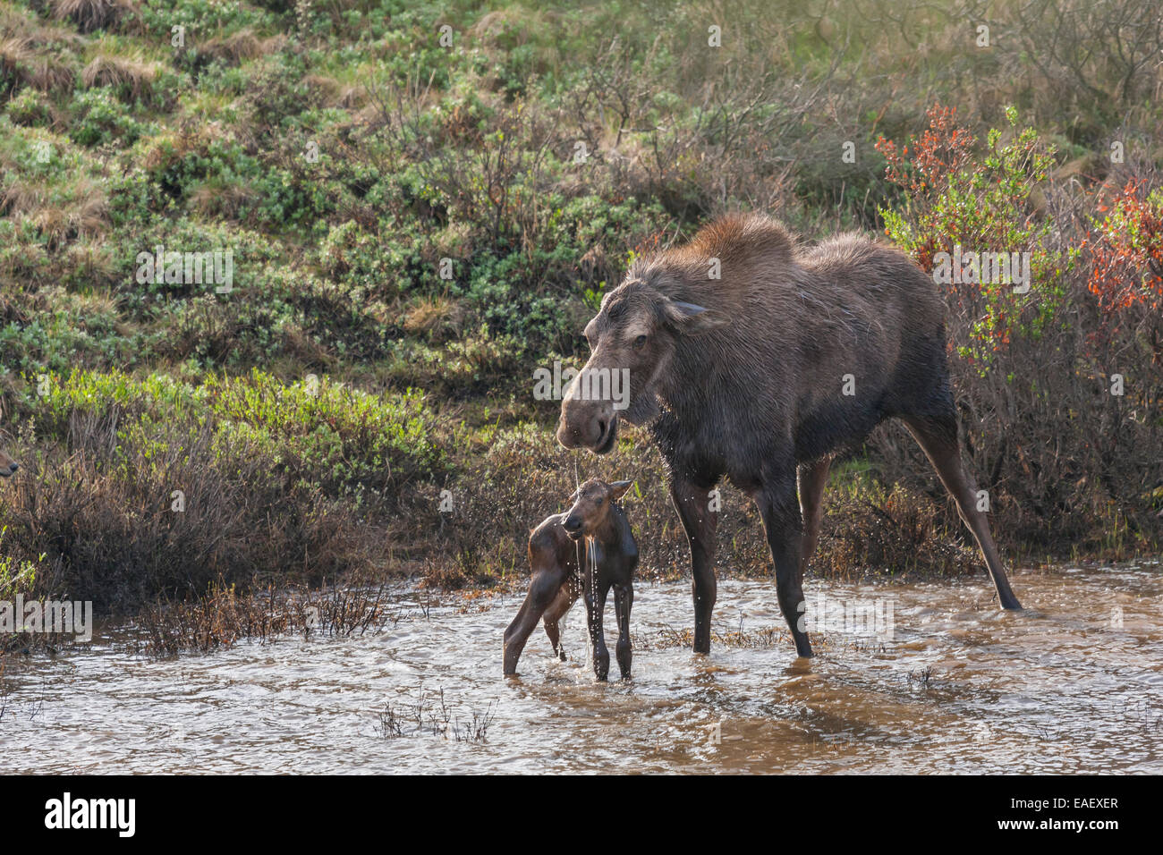 Protezione,vitello,Alaska,l'alce,Parco Nazionale di Denali Foto Stock