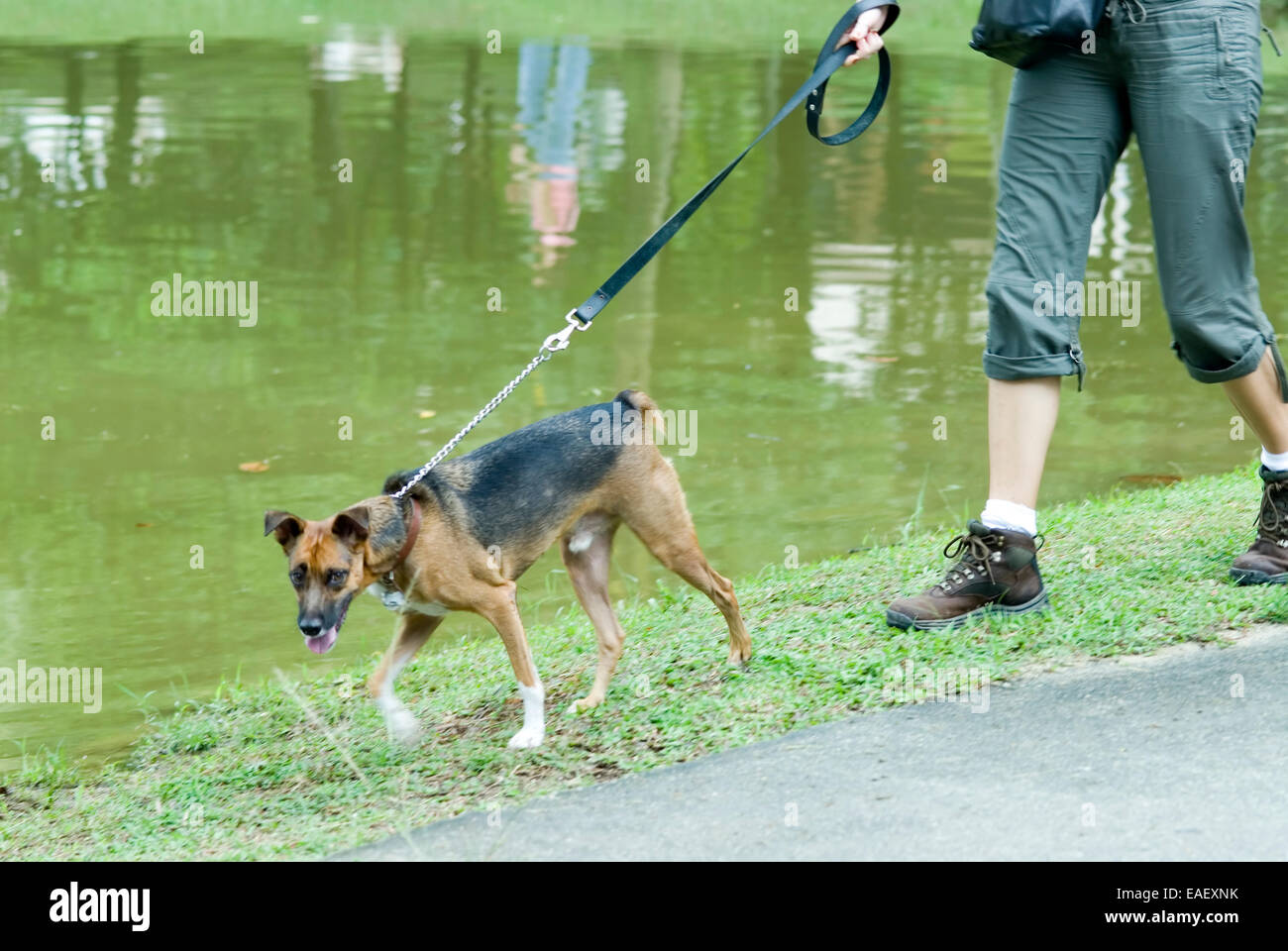 Passeggiate con il cane Foto Stock