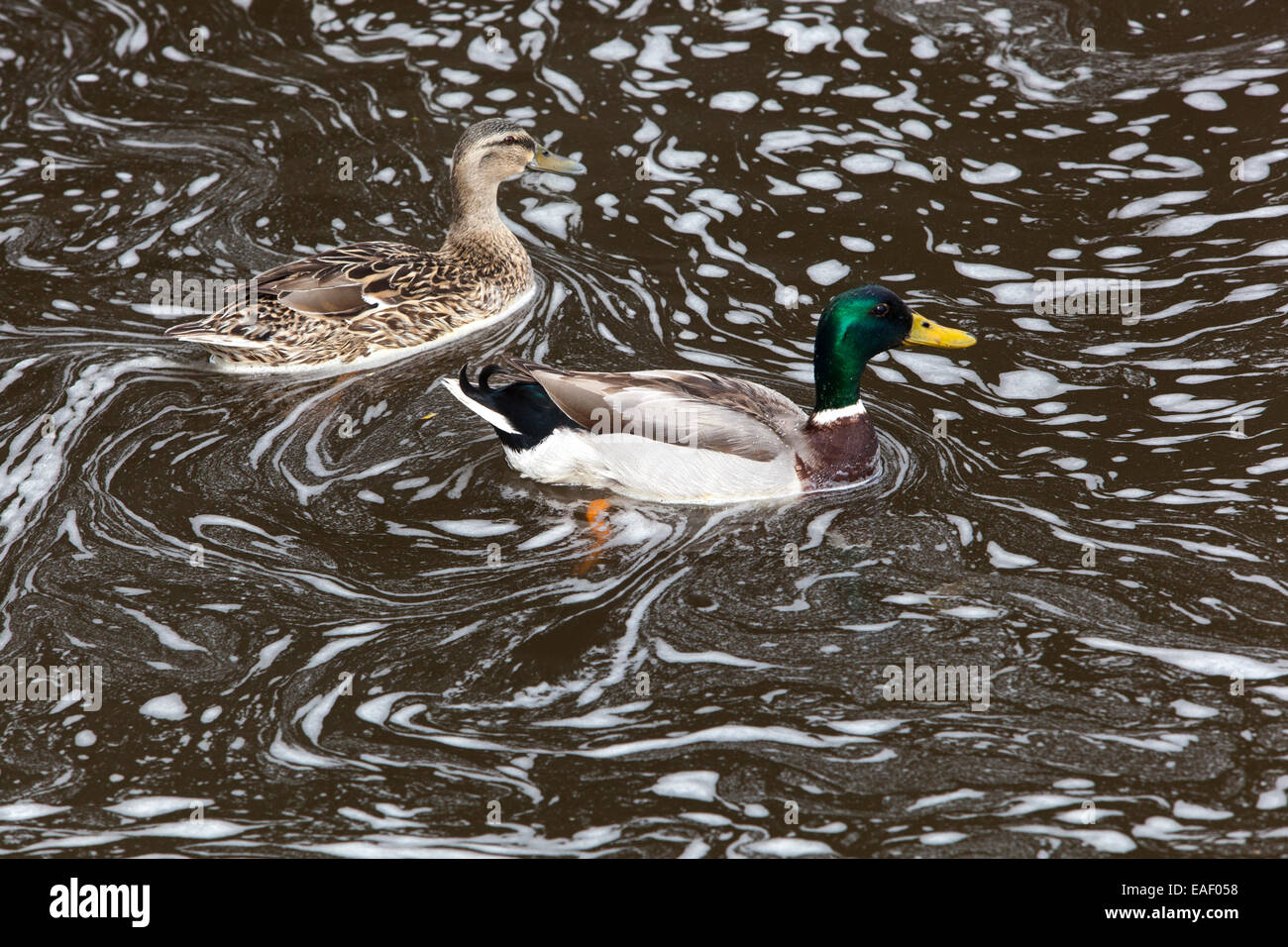 Mallard duck nel fiume di schiumatura, fiume inquinato, inquinamento animali Foto Stock