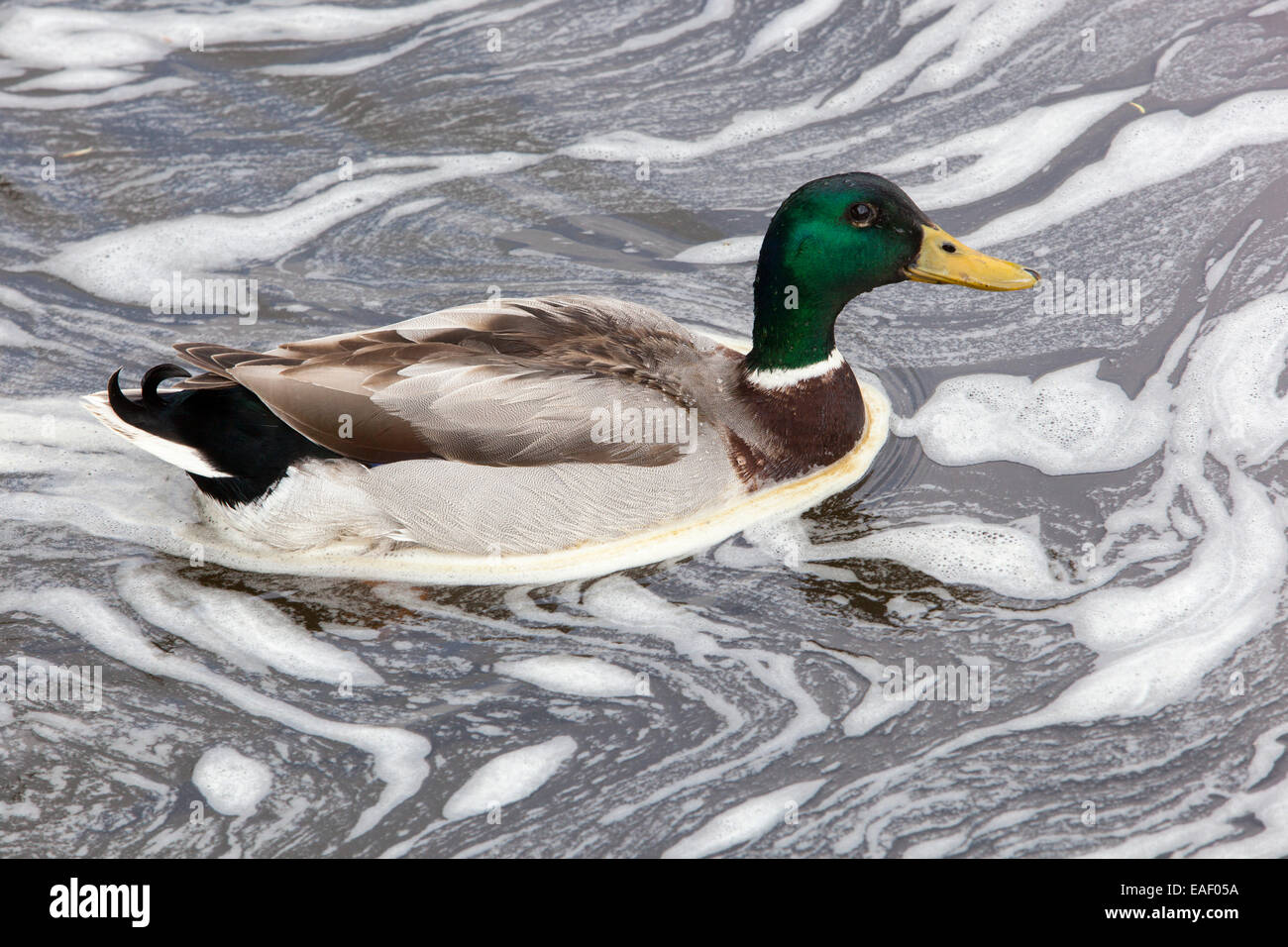 Anatra mallard maschile nel fiume schiumoso, fiume inquinato, inquinamento dell'acqua uccello anatra Foto Stock