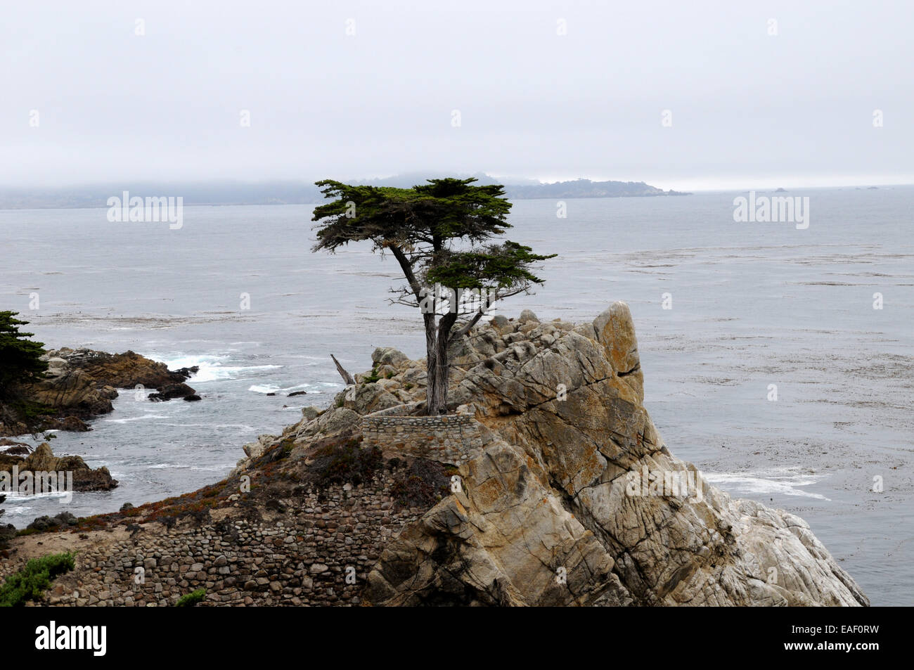 Un Cipresso di Monterey, circondato da una custodia protettiva e di supporto a parete, un attrazione sul '17 Mile Drive' privato strada a pedaggio. Foto Stock