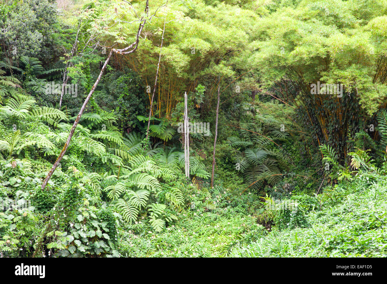 La foresta tropicale in Akaka Falls State Park Hawaii USA Foto Stock