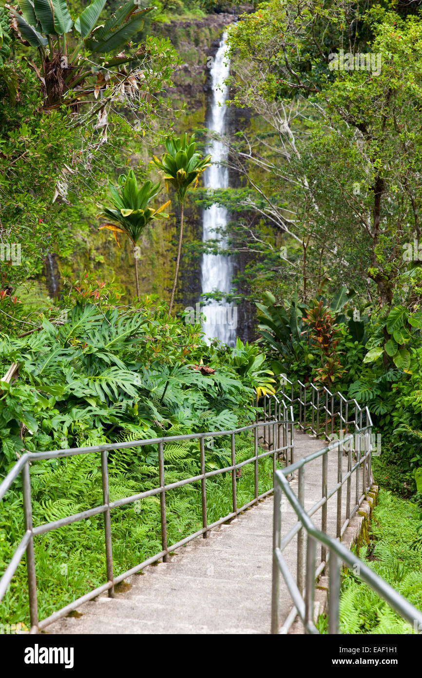 Akaka Falls, Big Island, Hawaii, STATI UNITI D'AMERICA Foto Stock