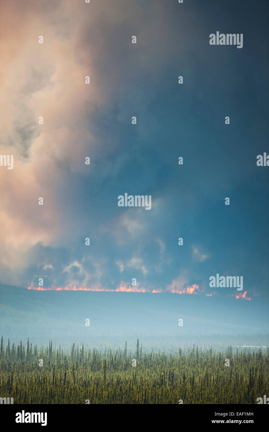 Il fumo,distruzione,Alaska,Forest Fire,Hastings Foto Stock