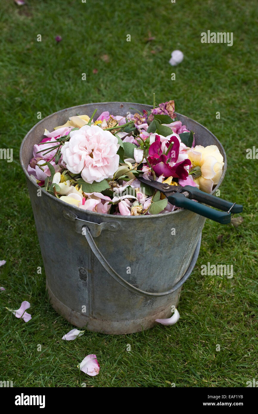 Deadheading Rose in un giardino estivo. Foto Stock