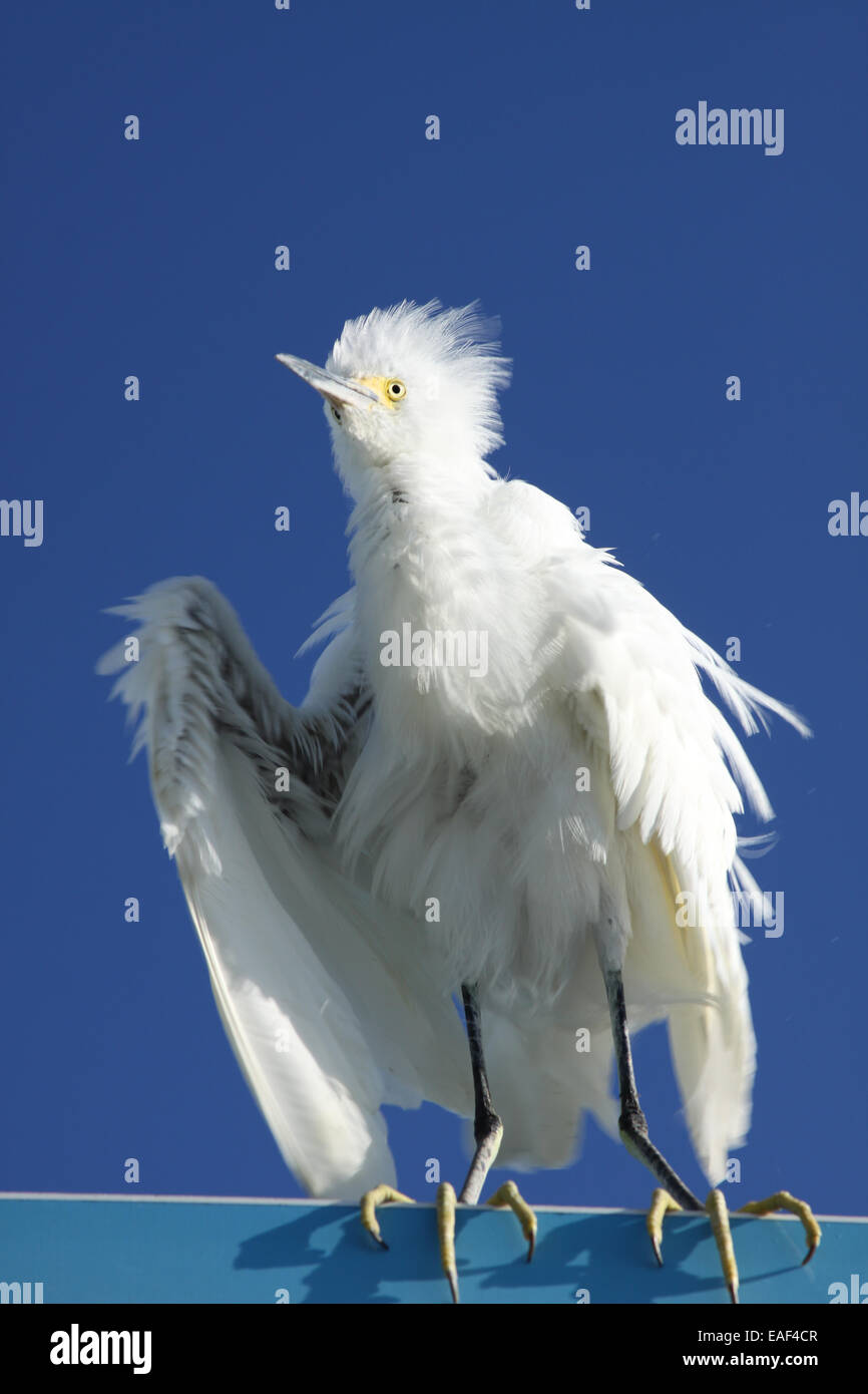 Increspato le piume di heron nel vento Foto Stock