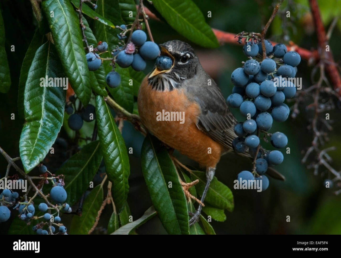 American Robin (Turdus migratorius) è un migratori di Songbird il tordo famiglia qui assaporerete il frutto dell'uva selvatica, S Foto Stock
