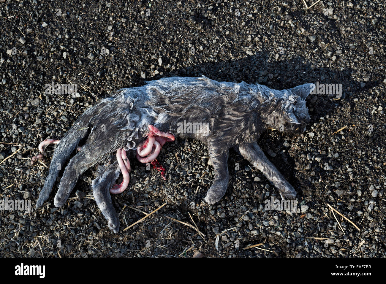 Road kill housecat, Oregon. Foto Stock