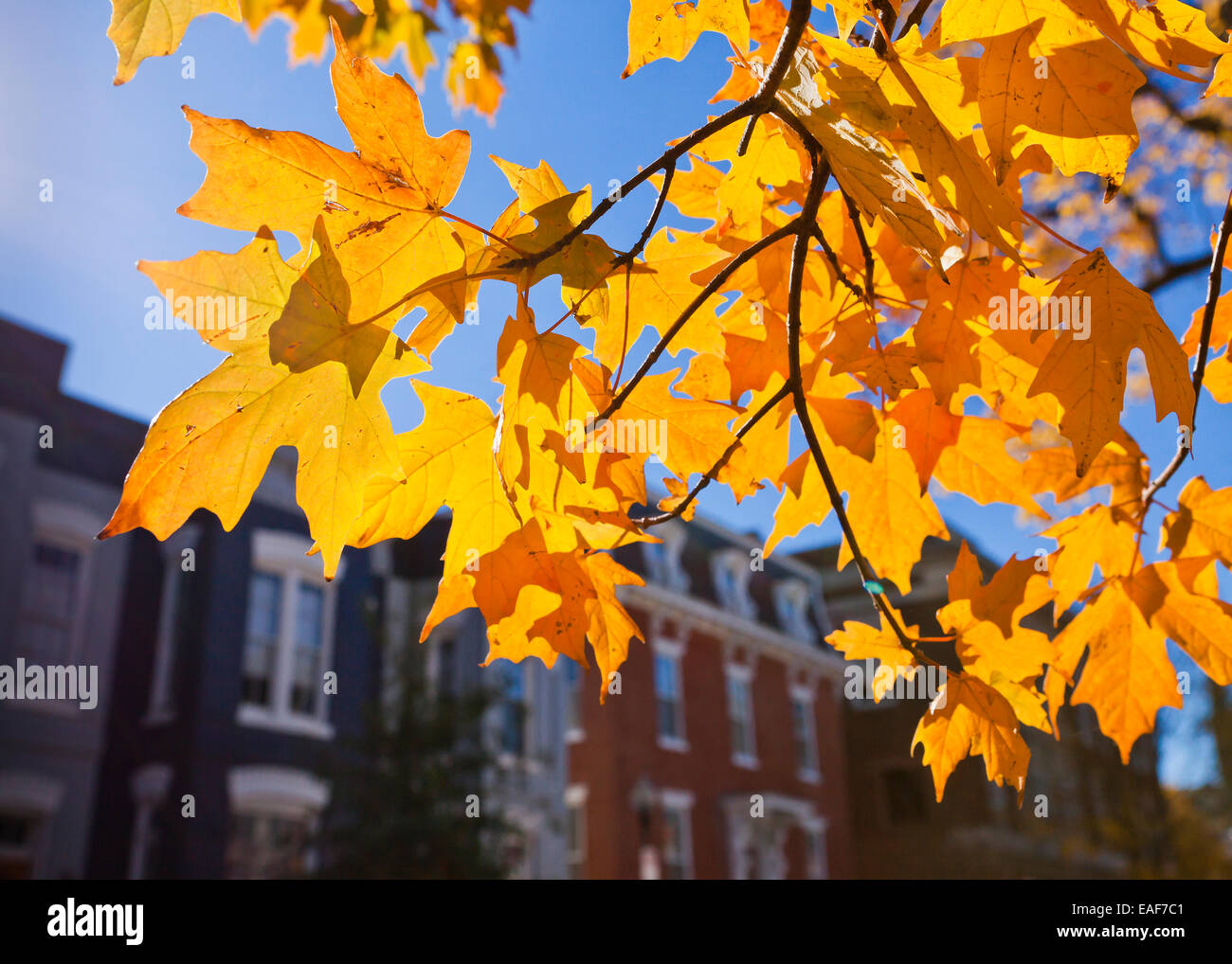 Caduta delle Foglie contro townhouses - USA Foto Stock