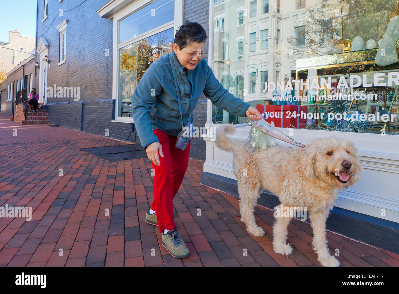 Donna asiatica a piedi un cane Goldendoodle - USA Foto Stock