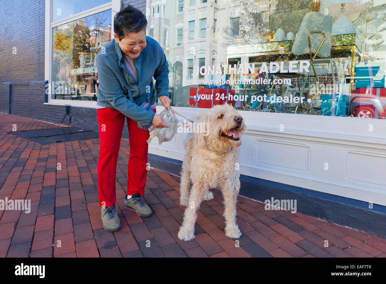 Donna asiatica a piedi un cane Goldendoodle - USA Foto Stock