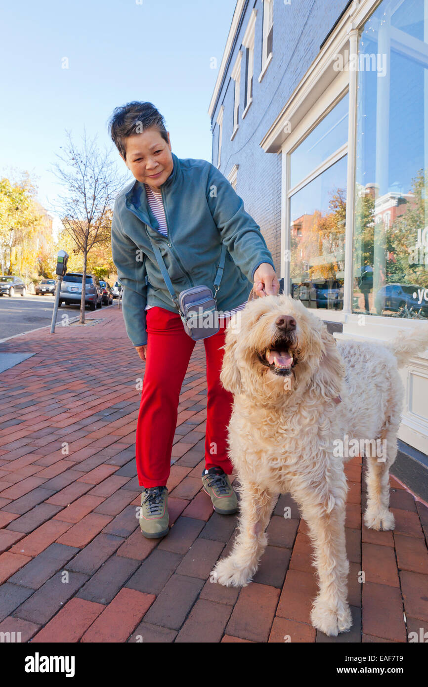 Donna asiatica a piedi un cane Goldendoodle - USA Foto Stock
