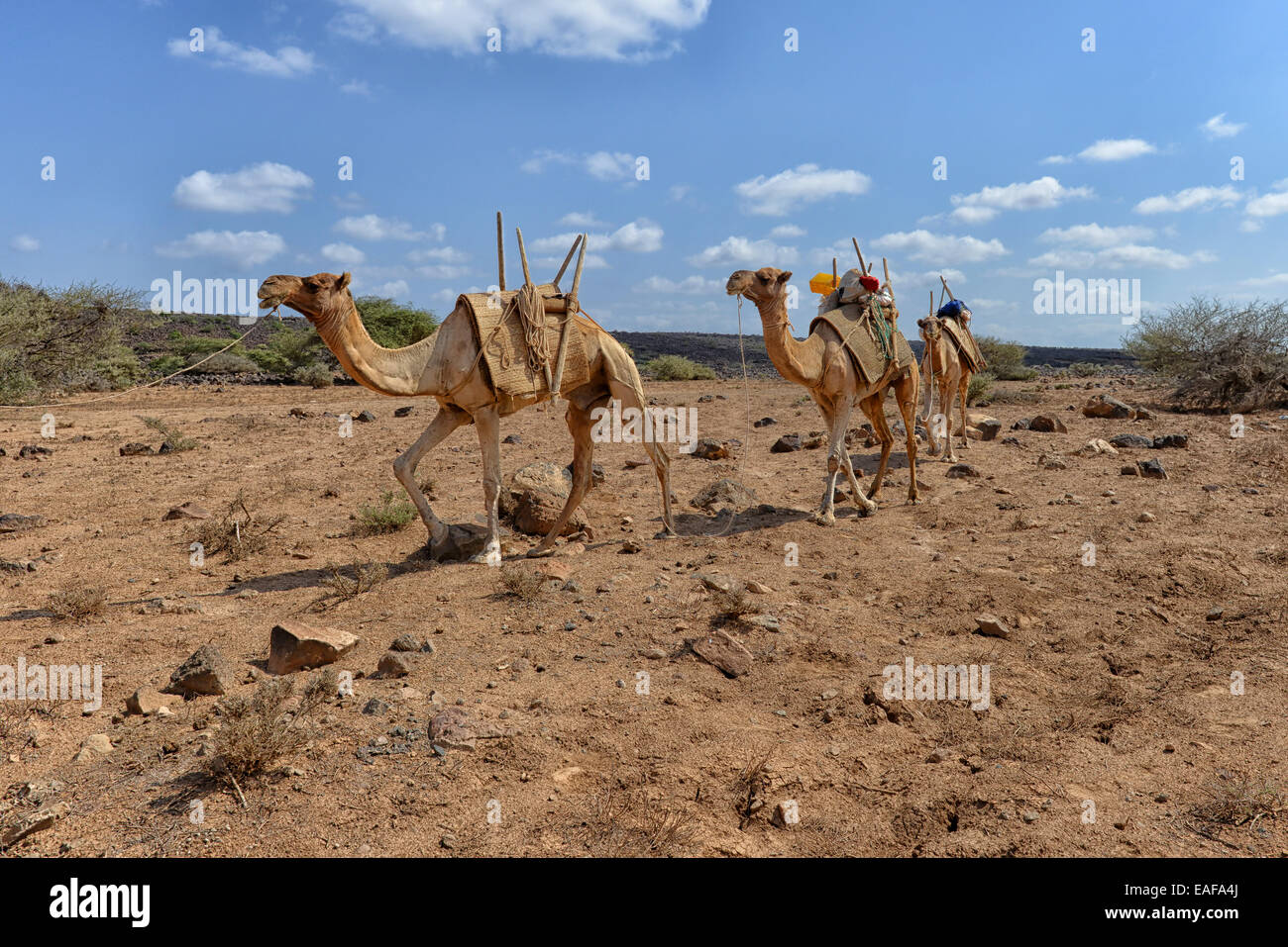 I cammelli vicino al lago Assal, Gibuti Foto Stock