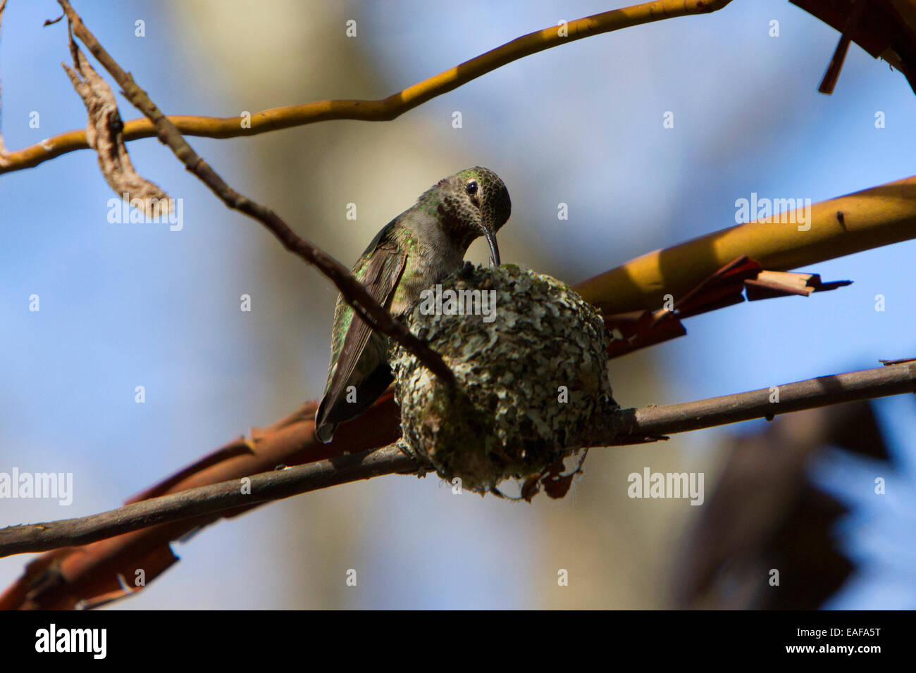 Anna (Hummingbird Calypte anna) alimentazione femmina 2 pulcini sul nido a Buttertubs Marsh, Nanaimo,Vancouver è. BC, Canada in aprile Foto Stock