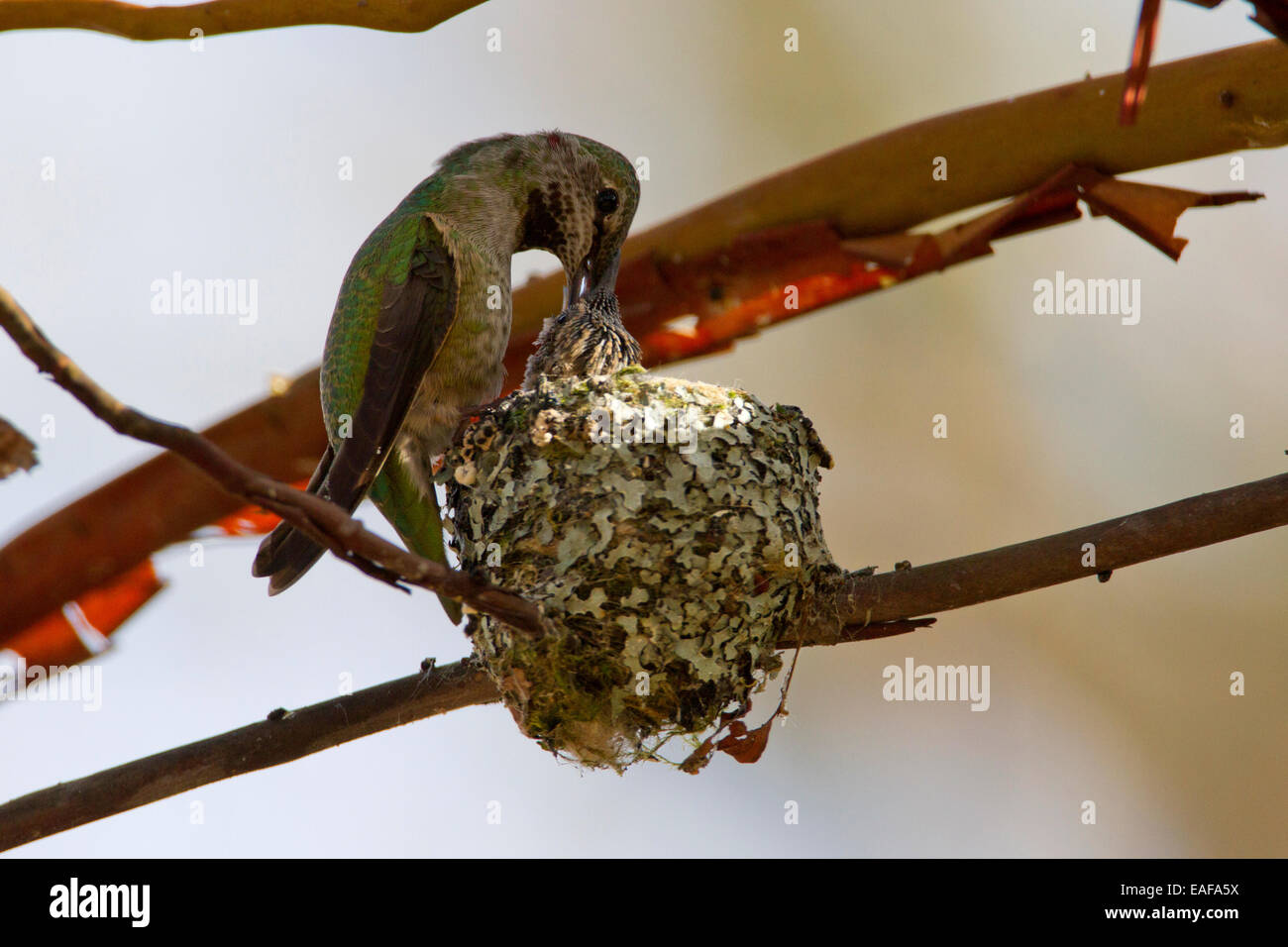 Anna (Hummingbird Calypte anna) alimentazione femmina 2 pulcini sul nido a Buttertubs Marsh, Nanaimo,Vancouver è. BC, Canada in aprile Foto Stock