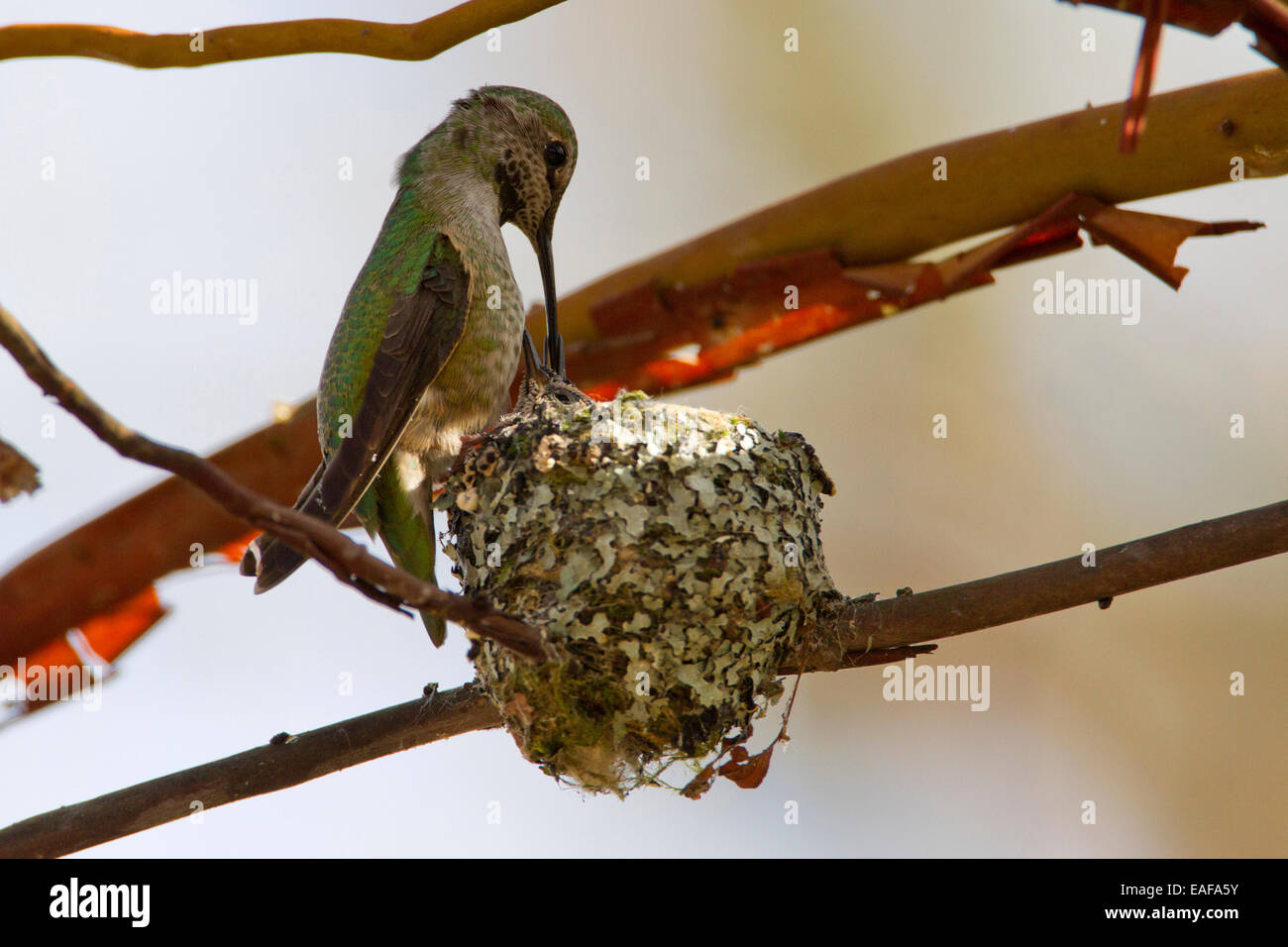 Anna (Hummingbird Calypte anna) alimentazione femmina 2 pulcini sul nido a Buttertubs Marsh, Nanaimo,Vancouver è. BC, Canada in aprile Foto Stock