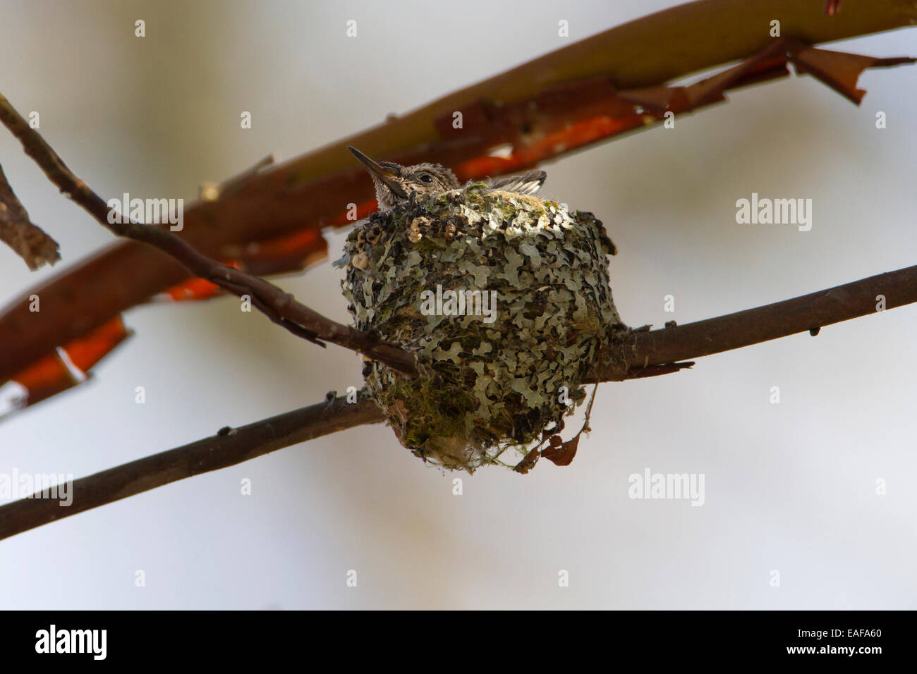 Anna (Hummingbird Calypte anna) pulcini sul nido a Buttertubs Marsh, Nanaimo,Vancouver è. BC, Canada in aprile Foto Stock