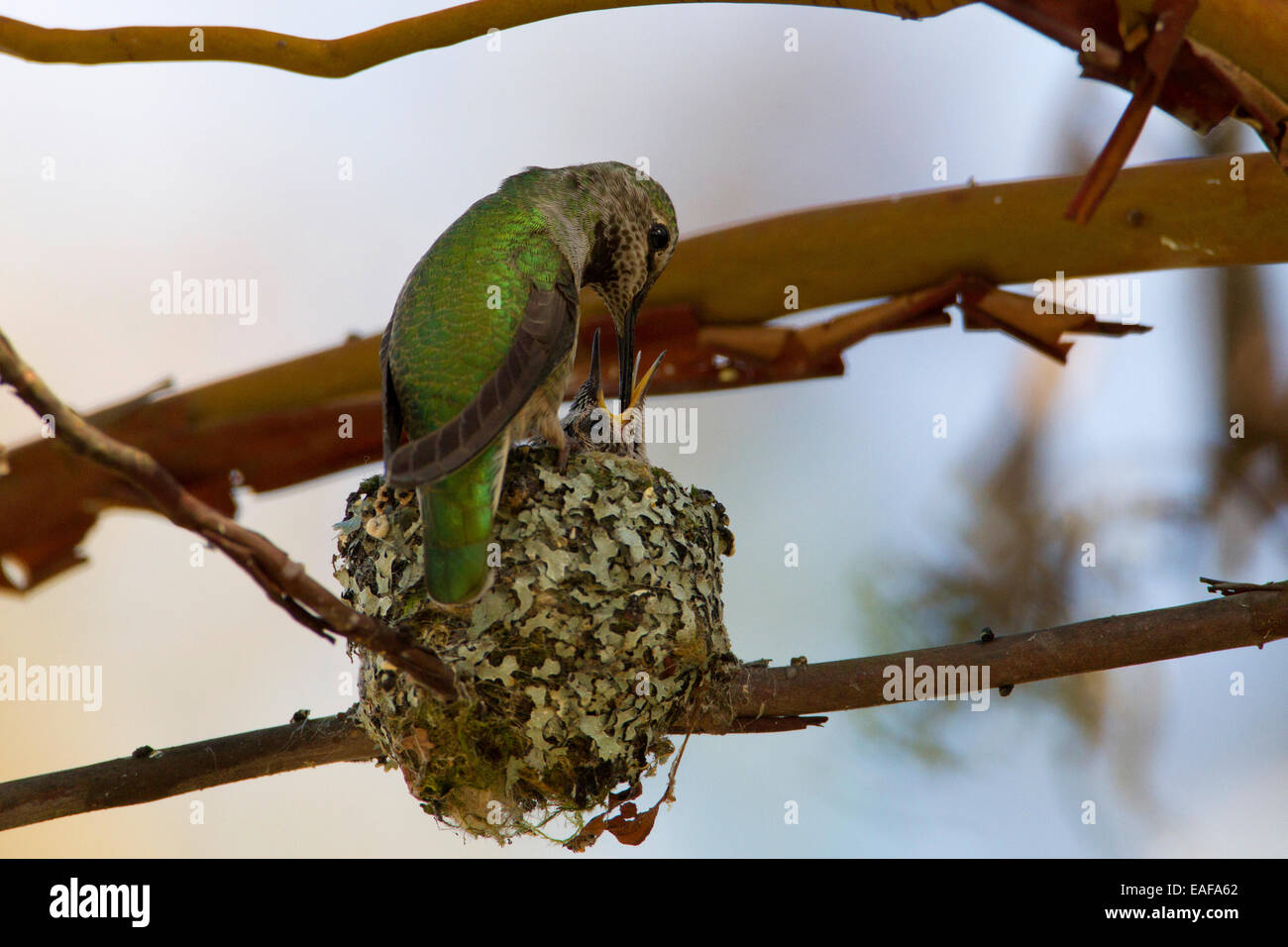 Anna (Hummingbird Calypte anna) alimentazione femmina 2 pulcini sul nido a Buttertubs Marsh, Nanaimo,Vancouver è. BC, Canada in aprile Foto Stock