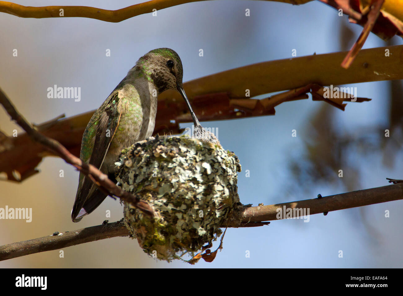 Anna (Hummingbird Calypte anna) alimentazione femmina 2 pulcini sul nido a Buttertubs Marsh, Nanaimo,Vancouver è. BC, Canada in aprile Foto Stock