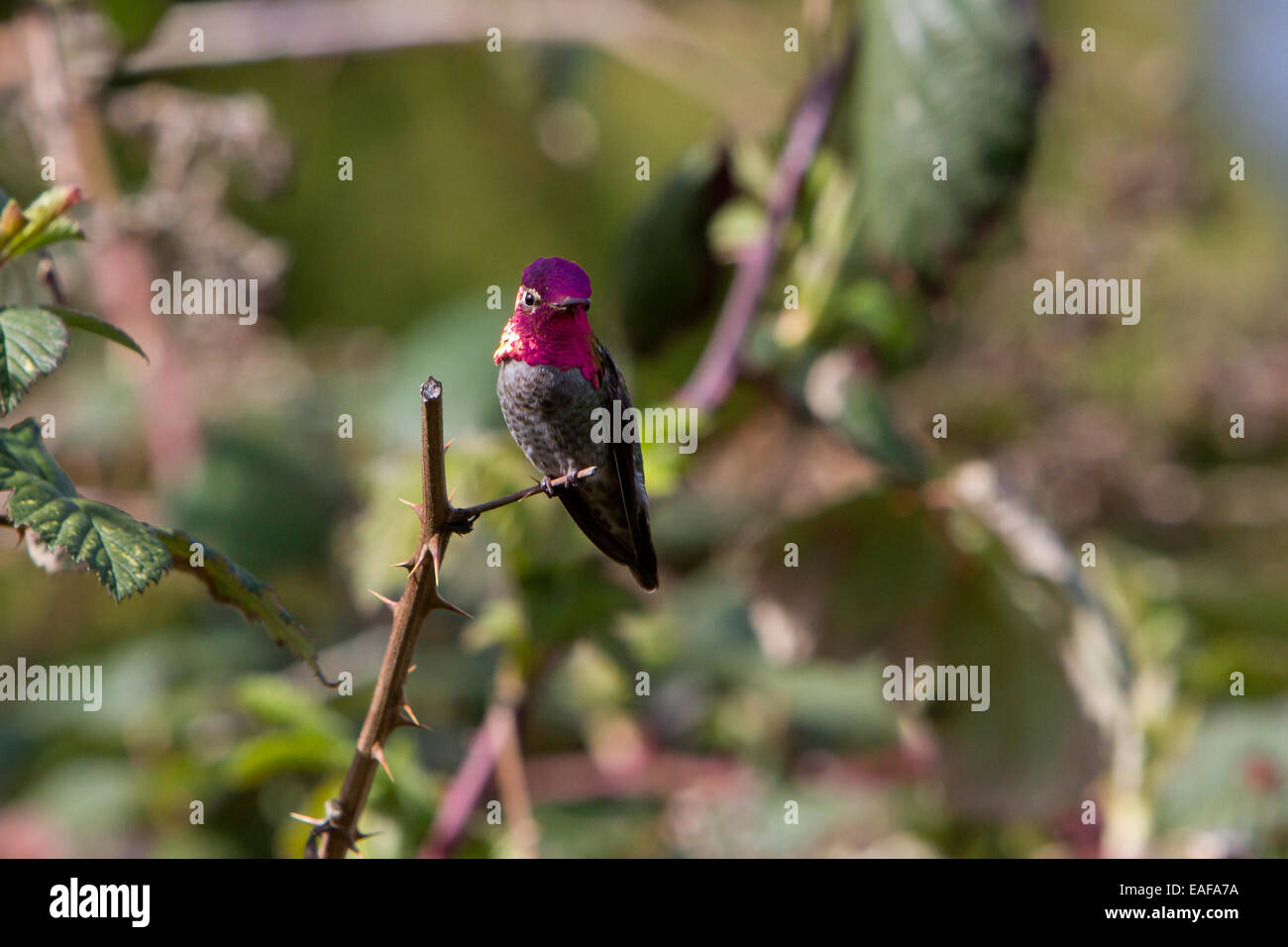 Anna (Hummingbird Calypte anna) maschio in appoggio sul rovo nel giardino di Nanaimo, Vancouver è. BC, Canada in Marzo Foto Stock