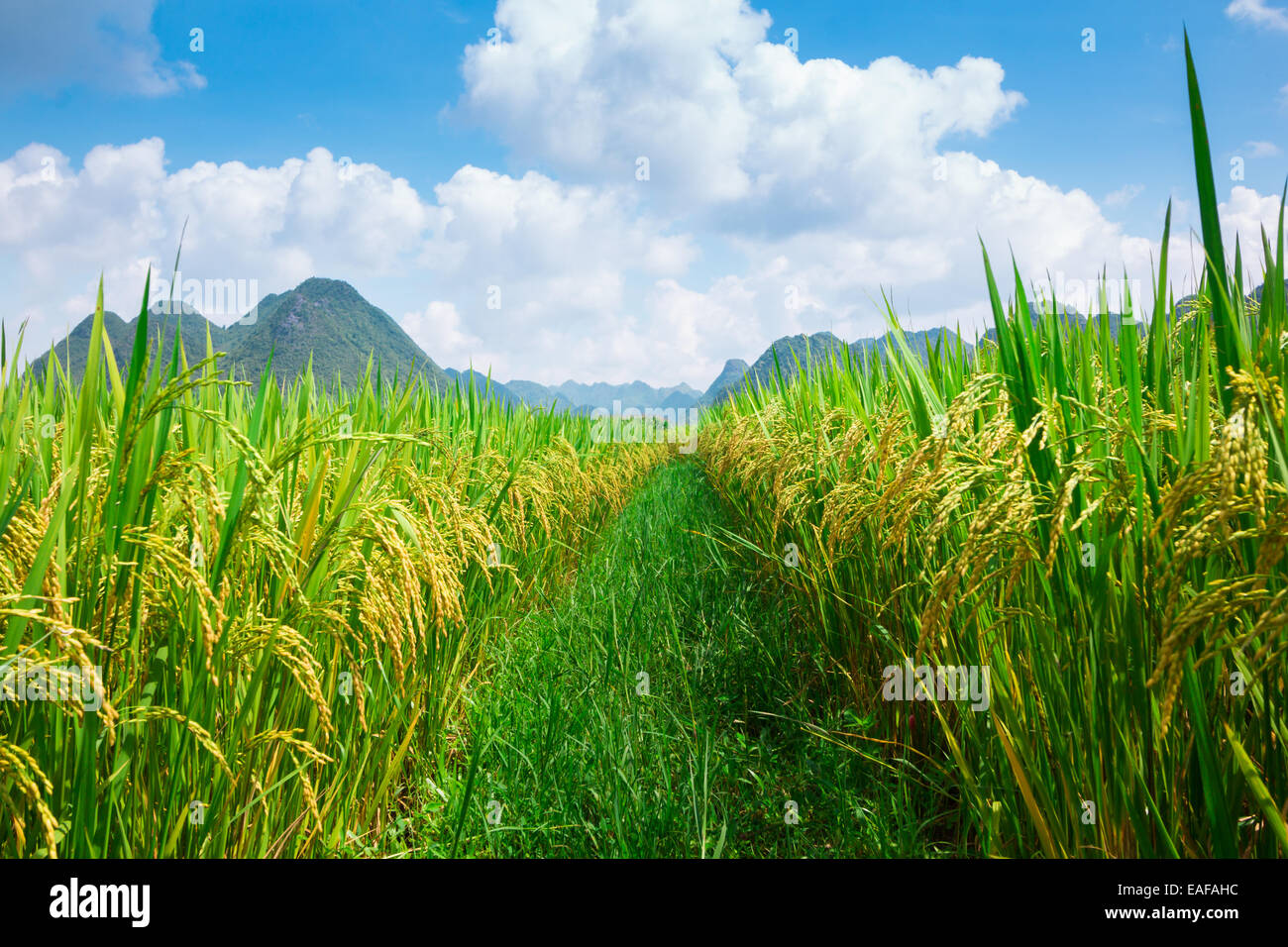 Campo di riso solo con il sentiero sul modo in cui la natura la luce del giorno nessuno Foto Stock