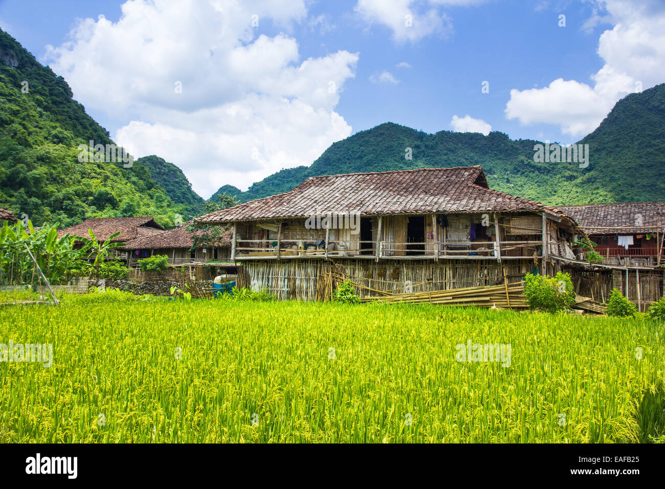 Campo di riso la crescita attorno a casa in Bac figlio, Vietnam Foto Stock