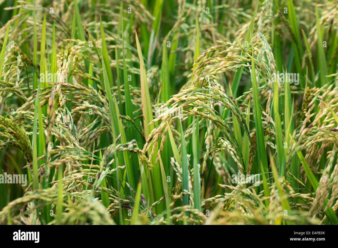 Campo di riso solo natura luce giorno nessuno Foto Stock