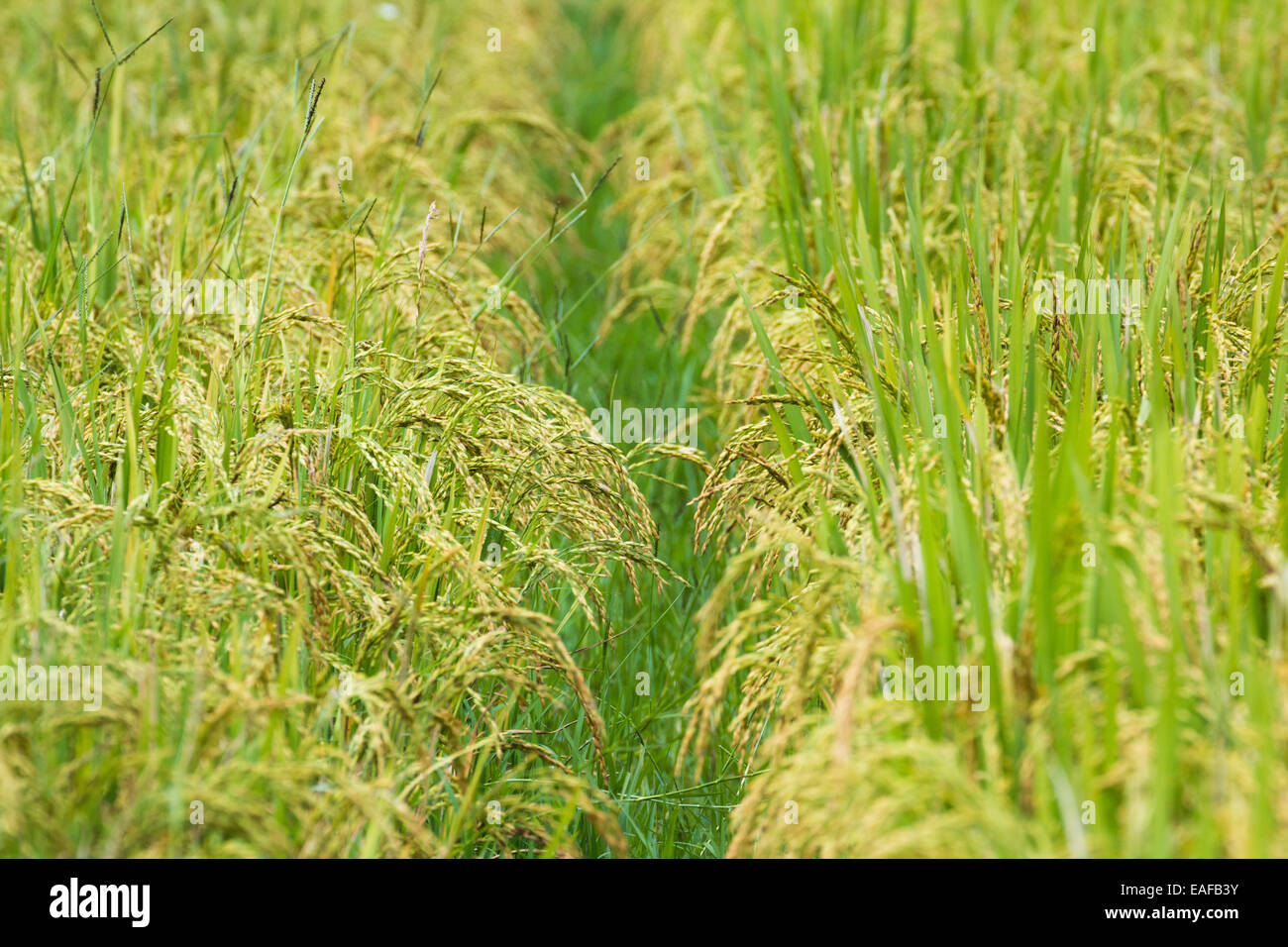 Campo di riso solo con il sentiero sul modo in cui la natura la luce del giorno nessuno Foto Stock