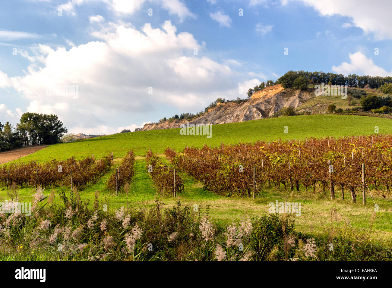 Campi coltivati a vigneti di rosso durante la stagione autunnale su badlands sfondo nella campagna italiana vicino a Brisighella in Emilia Romagna Foto Stock