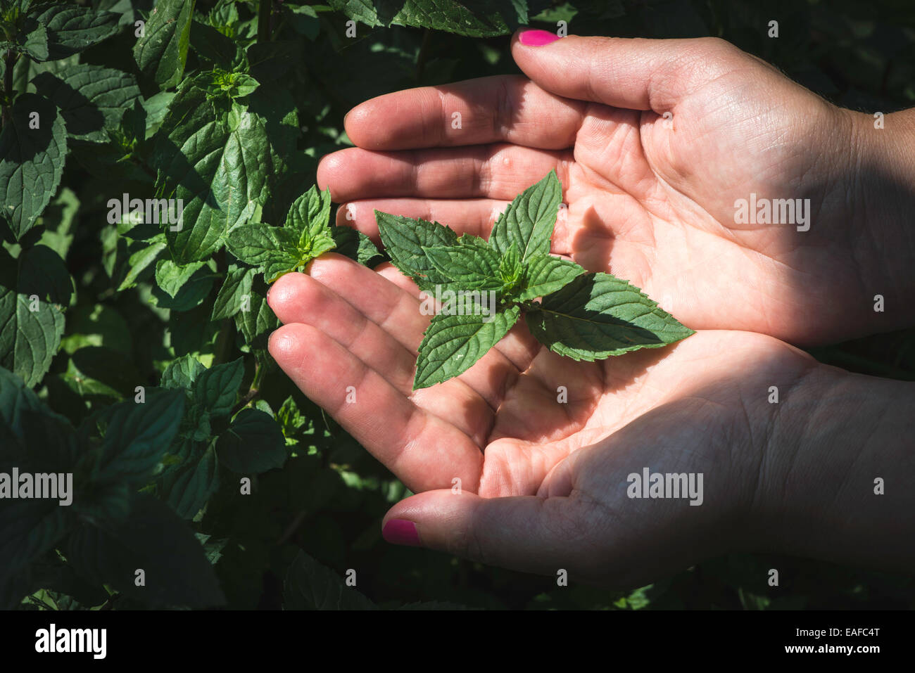 Tenere le mani di foglie di menta in giardino. Foto Stock