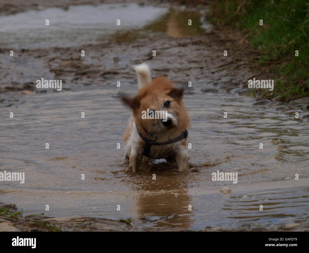 Jack Russel cane in piedi in una pozza d'acqua in agitazione off, REGNO UNITO Foto Stock