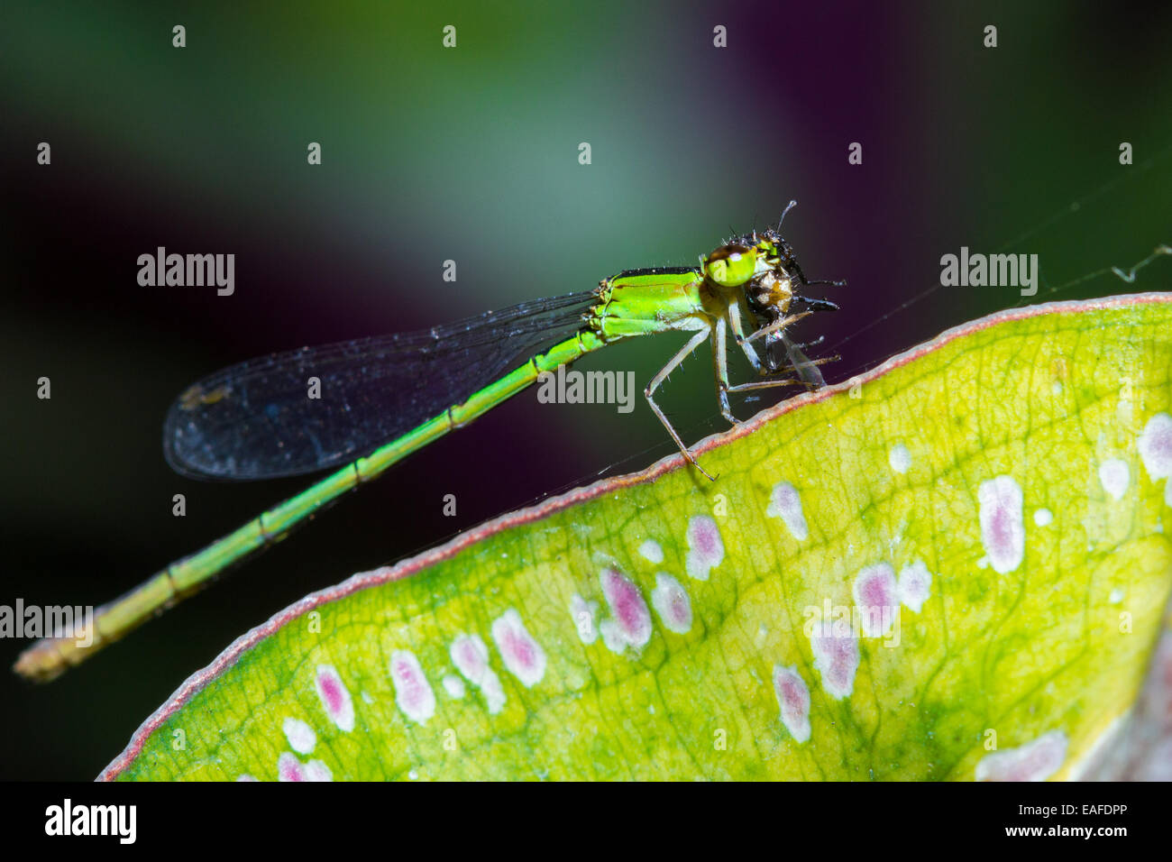 Verde di appoggio a forma di libellula mangiare spider sulla lamina Foto Stock