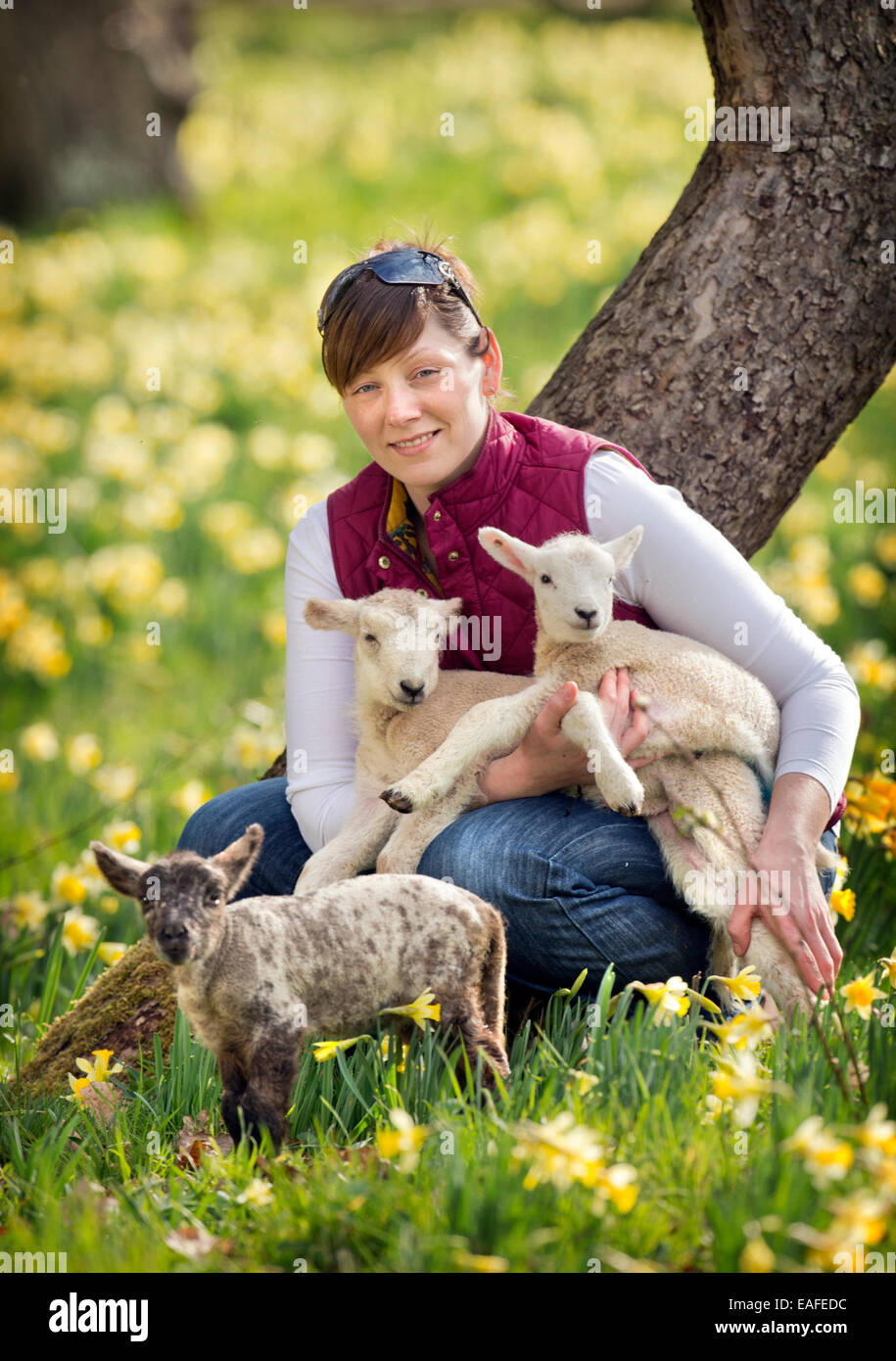 Un allevatore di ovini da Kempley, Gloucestershire con alcuni dei suoi agnelli molla REGNO UNITO Foto Stock