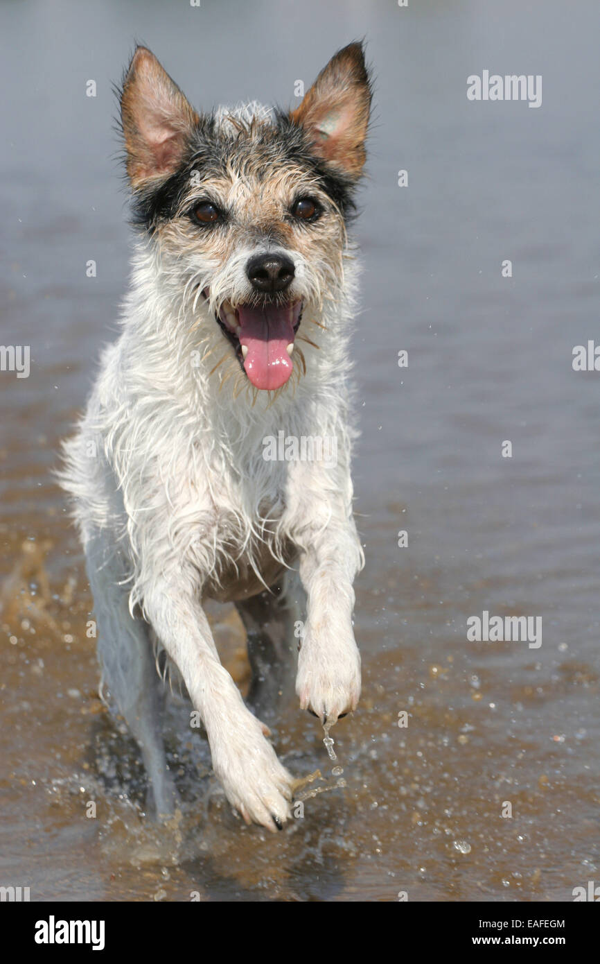 Adulto Parson Russell Terrier cane che corre attraverso l acqua Foto Stock