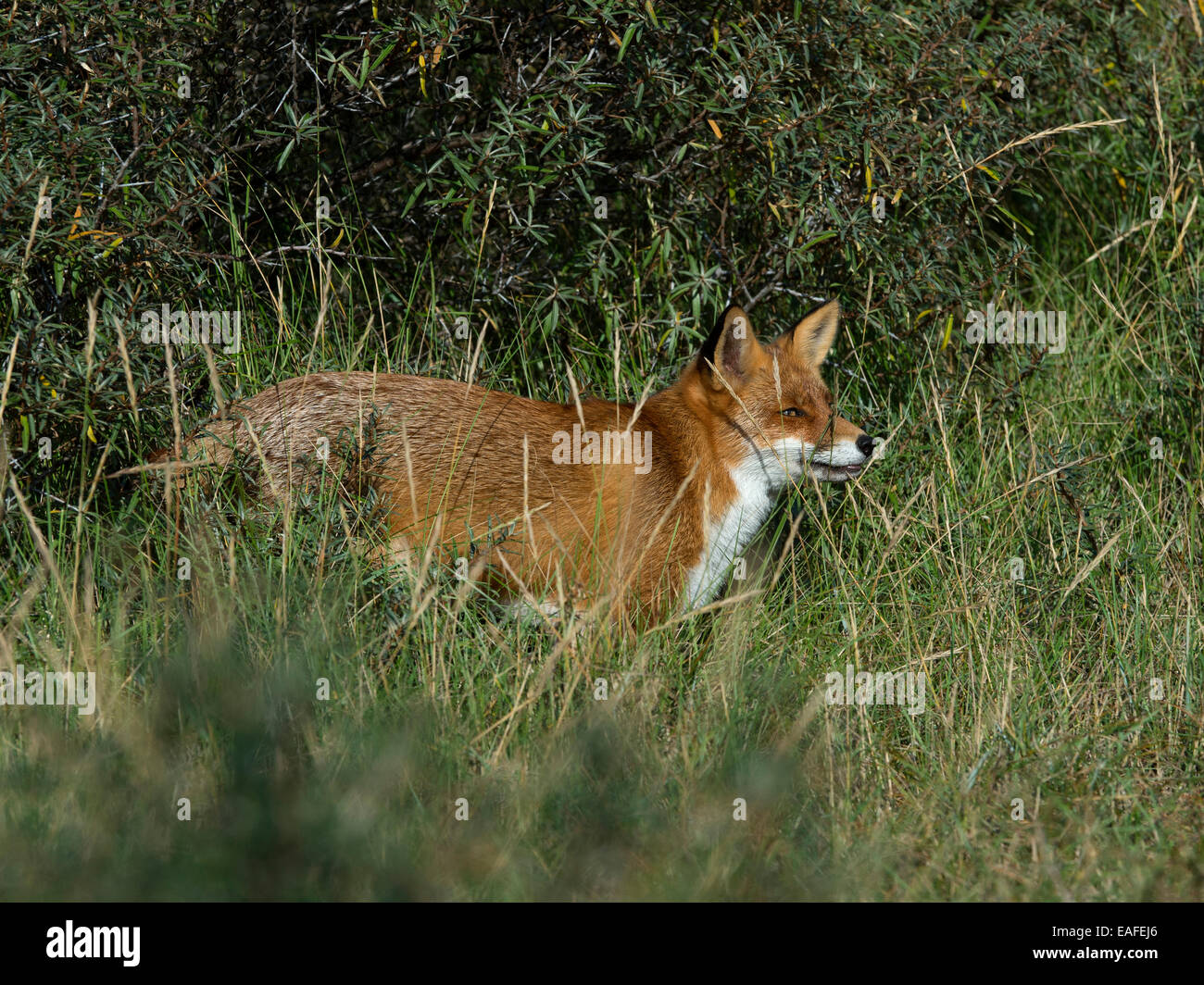 Red Fox, vulpes vulpes, Germania, Europa Foto Stock