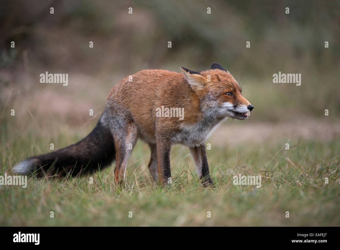 Red Fox, vulpes vulpes, Germania, Europa Foto Stock