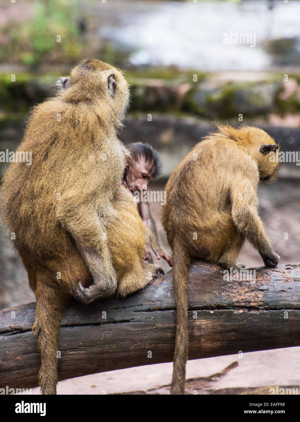 Guinea famiglia babbuino (Papio papio) sul ramo. Foto Stock