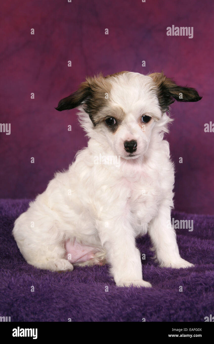 Chinese Crested Powderpuff cane cucciolo Foto Stock