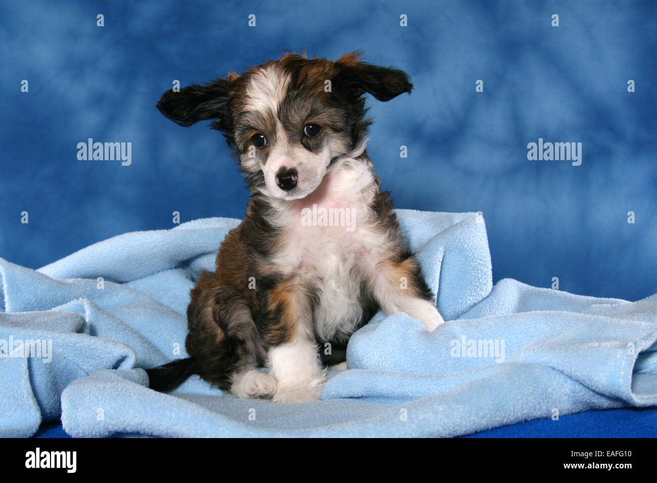Chinese Crested Powderpuff cane cucciolo Foto Stock