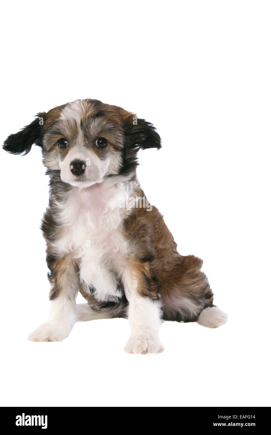 Chinese Crested Powderpuff cane cucciolo Foto Stock