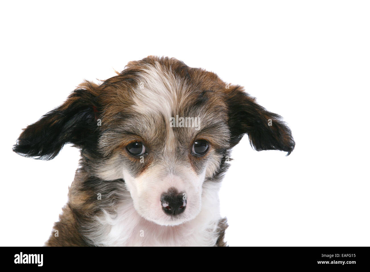 Chinese Crested Powderpuff cane cucciolo Foto Stock