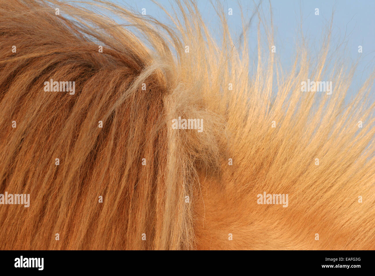 Cavallo islandese mane Foto Stock