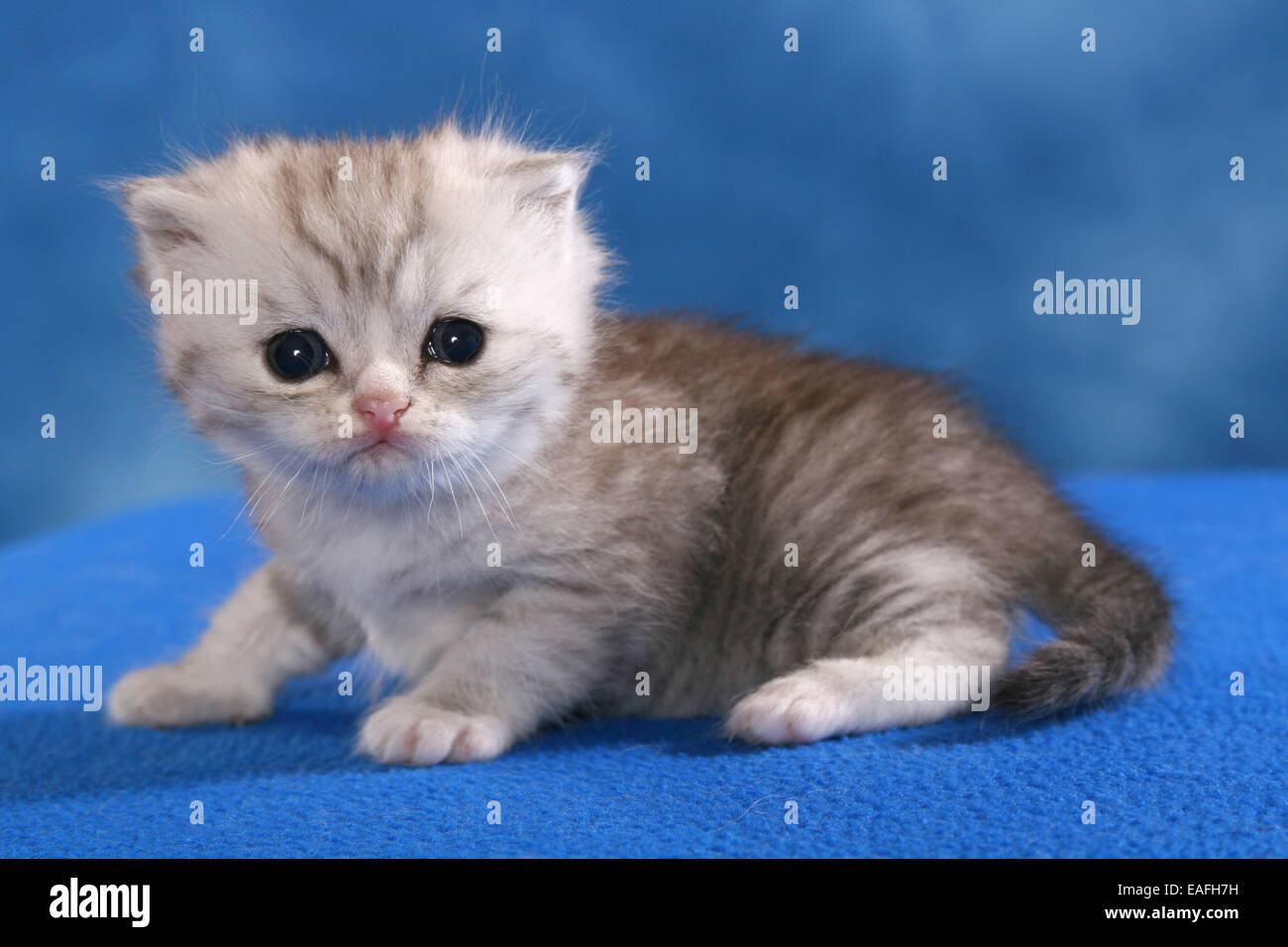 Exotic Shorthair Kitten Foto Stock