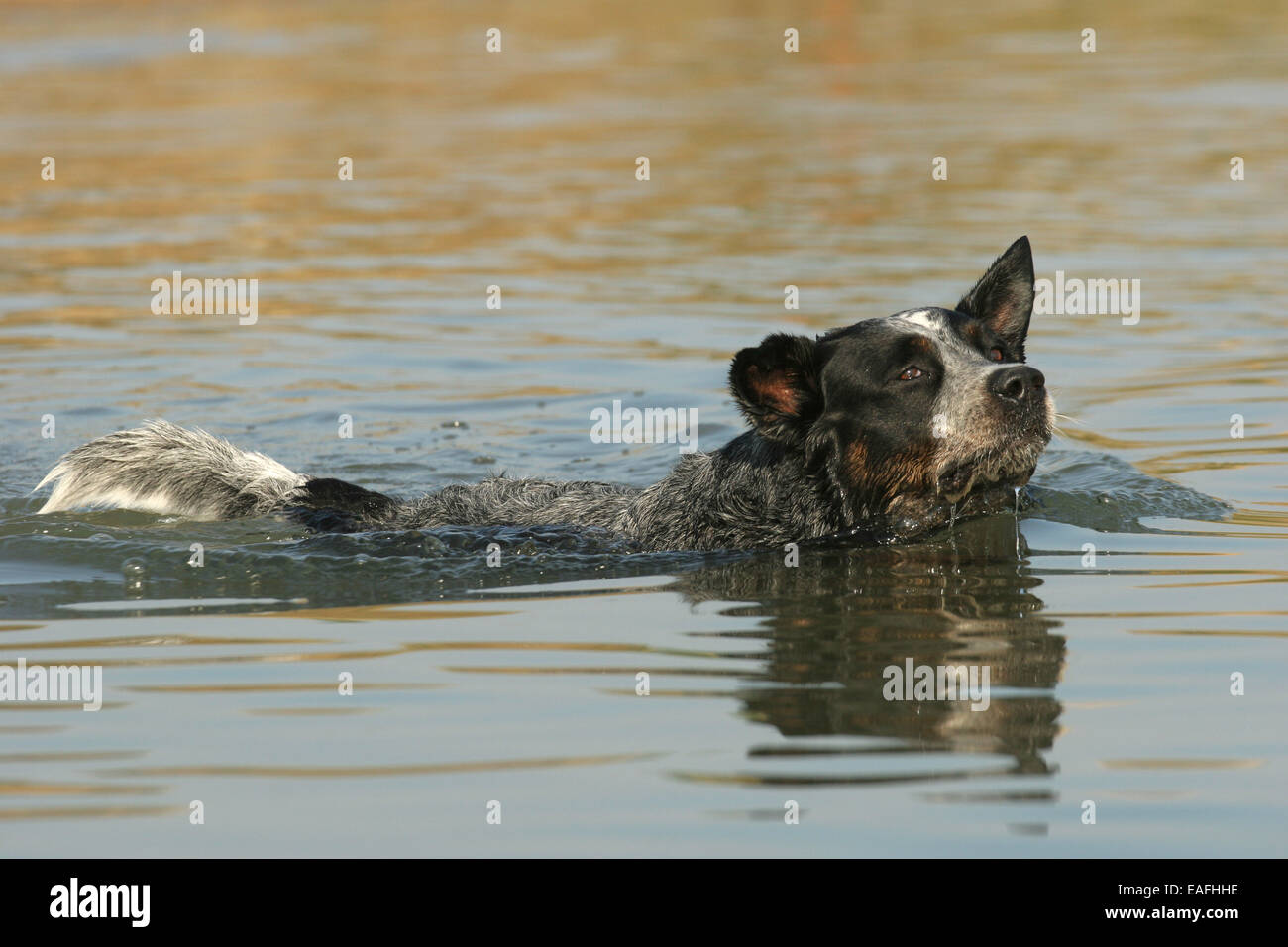 Miniature pinscher nuoto attraverso l acqua Foto Stock