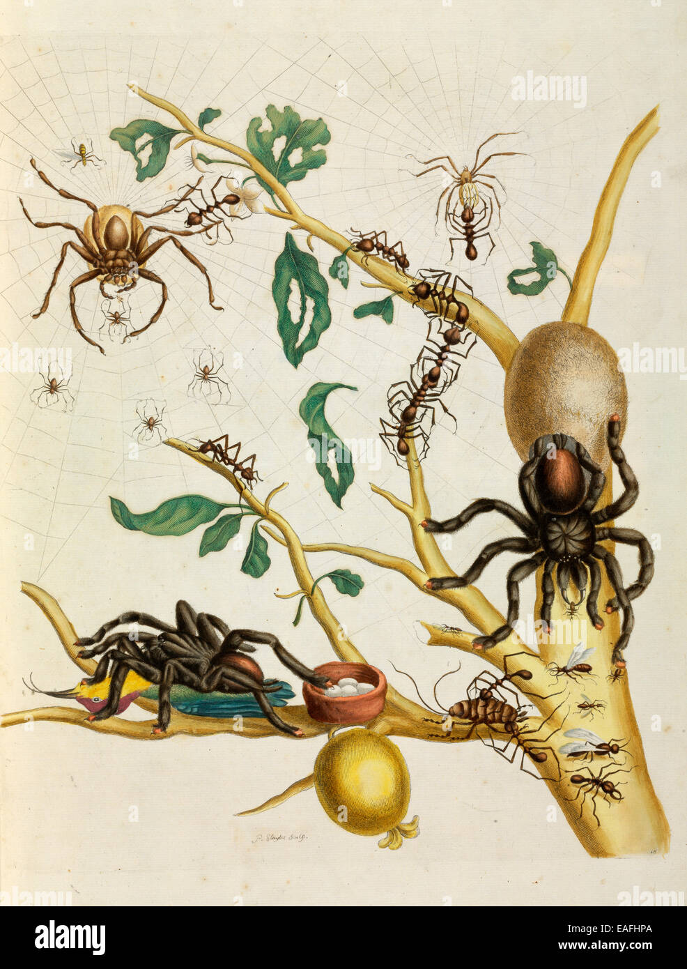 Ragni, formiche, scarafaggio e hummingbird su albero di guava Foto Stock