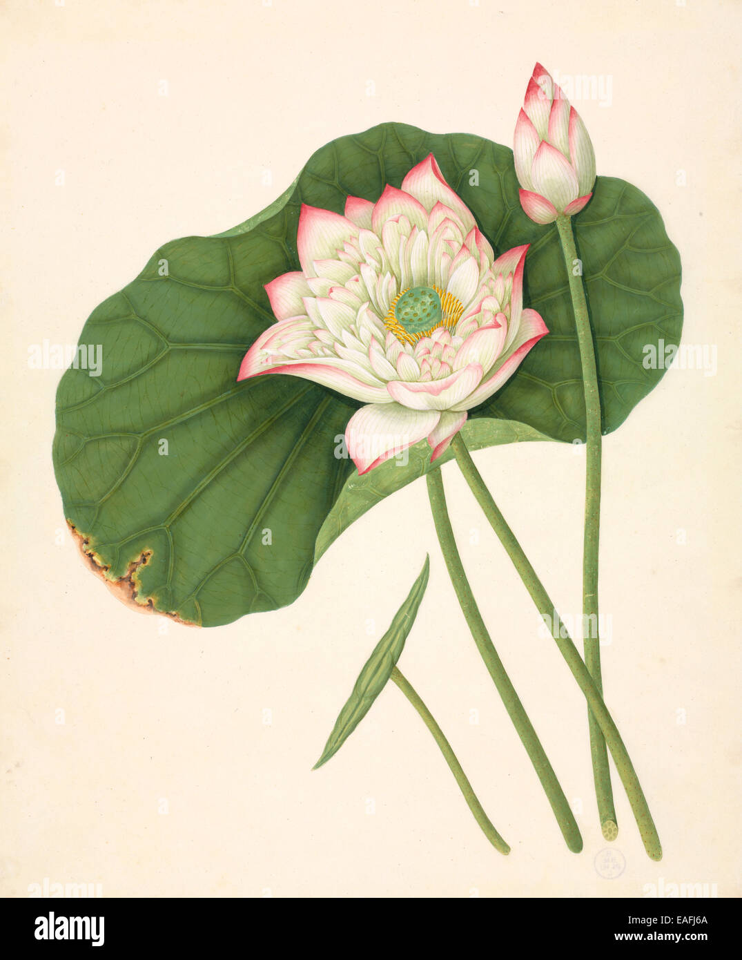 Nelumbo nucifera, Sacro lotus Foto Stock